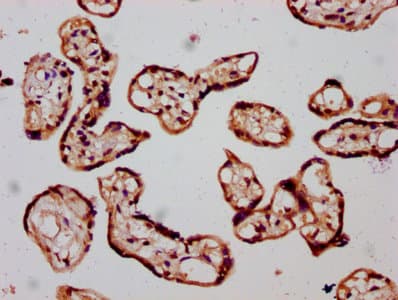 SLC26A2 Antibody