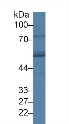 FADS3 Antibody (aa331-445, PE)