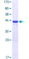 Human EIF5A2 Protein (Recombinant GST)