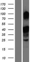 Human MLX / TCFL4 Protein (Over-Expression Lysate Myc-DDK (Flag))