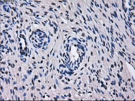 KIAA0153 / TTLL12 Antibody (clone OTI4E3, Carrier-free)