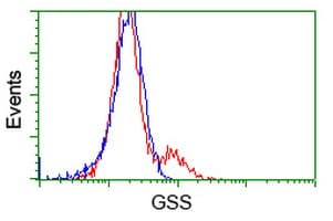 GSS / Glutathione Synthetase Antibody (clone OTI2F2)