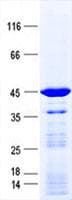 Human DCTN5 / Dynactin 5 Protein (Recombinant GST, N-terminus + His, C-terminus)