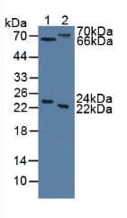 MASP2 / MASP-2 Antibody (aa445-683)