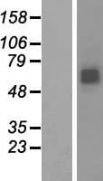 RNF168 Protein (Over-Expression Lysate Myc-DDK (Flag))