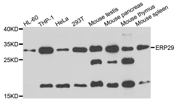 ERP29 Antibody
