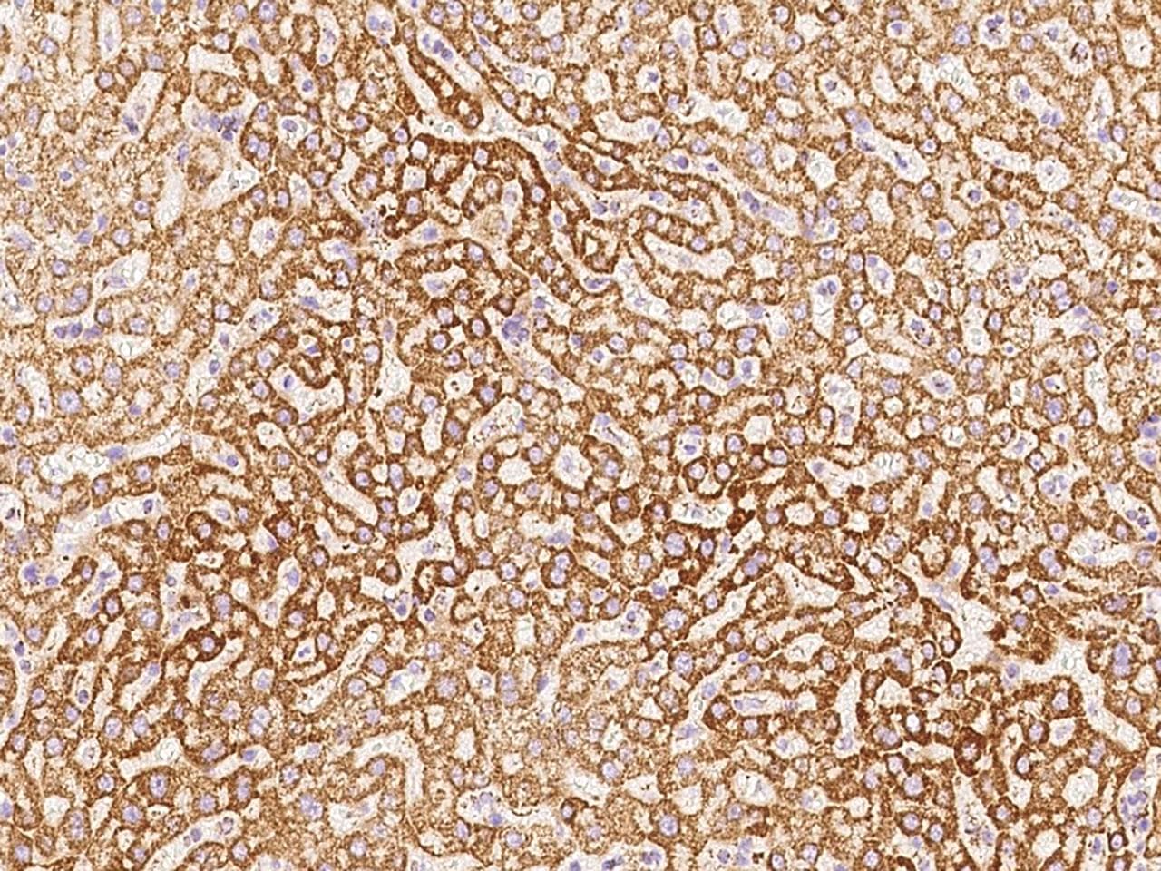 HADH Antibody (Preservative Free)