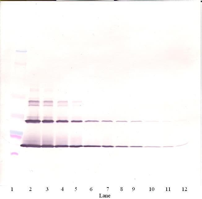 KITLG / SCF Antibody (Biotin)