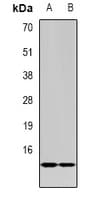 MED6 Antibody