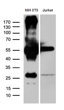 Monoclonal Mouse anti-Human ZFP57 Antibody (clone OTI1E2, IHC, WB)