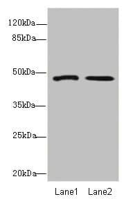 GCM1 Antibody