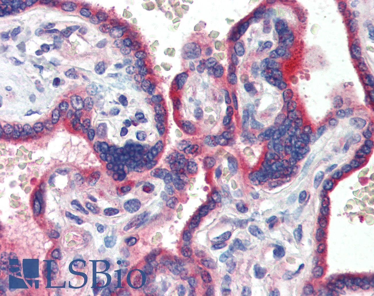 ZNF165 Antibody (aa216-265)