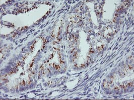 RNPEP Antibody (clone OTI1B1)