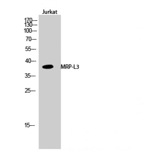 MRPL3 Antibody (20-100 aa, Internal)