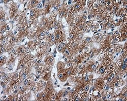 NPR3 Antibody (clone OTI4A1)