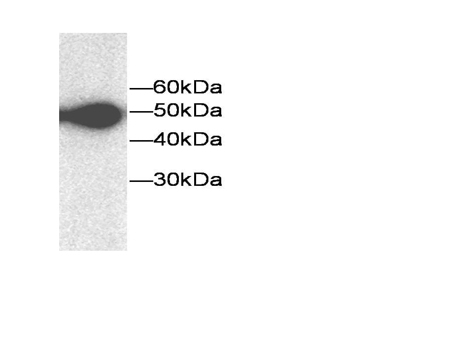 CLIC1 / NCC27 Antibody