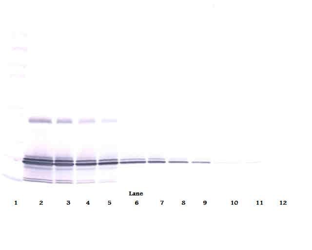 IL11 Antibody