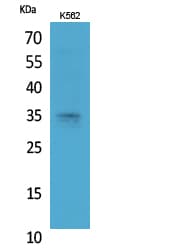 STX1A / Syntaxin 1A Antibody