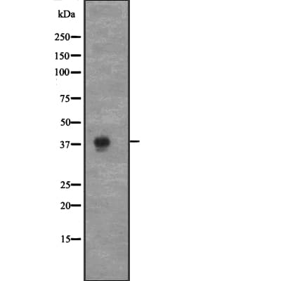 CCNC / Cyclin C Antibody