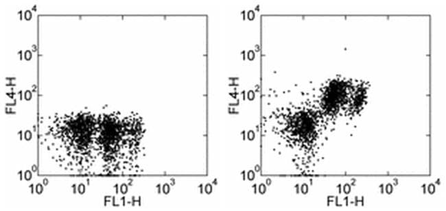 Monoclonal Rat anti-Mouse PECAM-1 / CD31 Antibody (clone 390, APC)