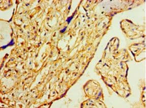 ANXA2 / Annexin A2 Antibody (aa2-339, Biotin)