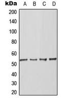 Polyclonal Rabbit anti-Human BAF53 / ACTL6A Antibody (Internal, IHC, IF, WB)