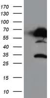 NUCB1 / Nucleobindin Antibody (clone OTI1A3, Carrier-free)