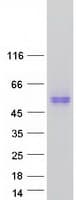 Human TMEM30A Protein (Recombinant Myc-DDK (Flag))
