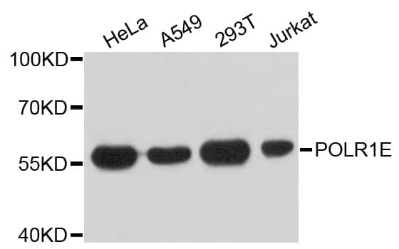 POLR1E Antibody