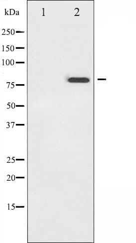 TP73 / p73 Antibody (phospho-Tyr99)
