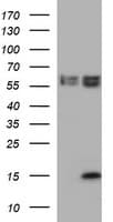 MSMB / MSP Antibody (clone OTI12F2)