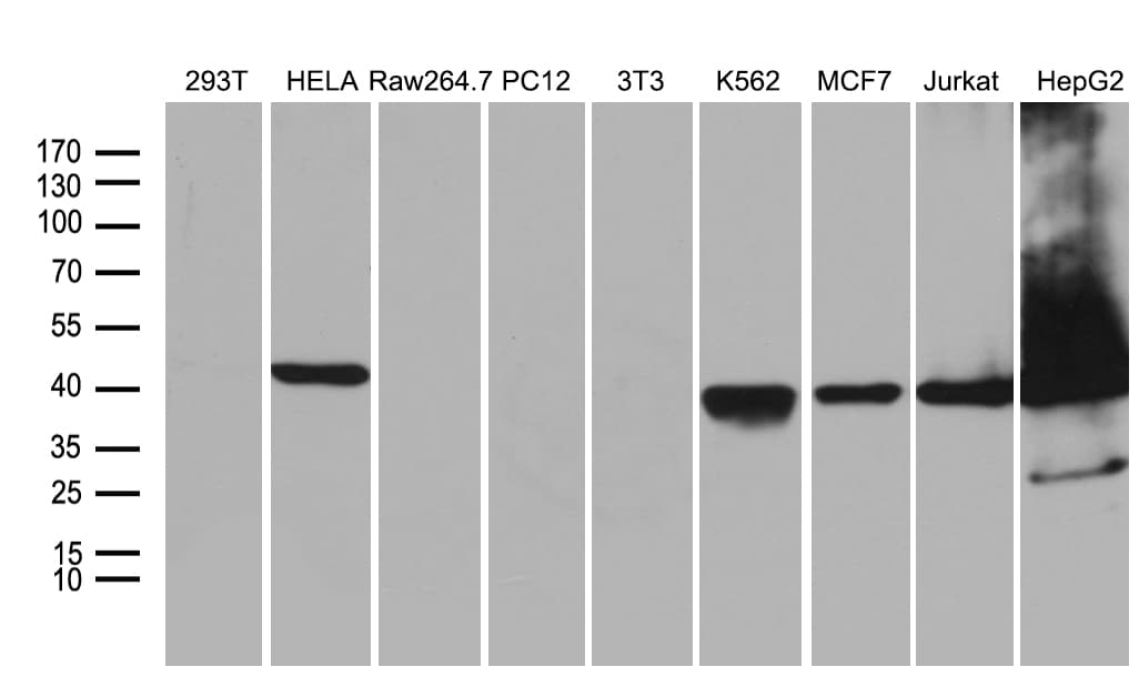 WDR77 / MEP50 Antibody (aa1-250, clone OTI4A6)