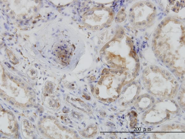 Monoclonal Mouse anti-Human ACTR2 / ARP2 Antibody (clone 1B10-C4, IHC, WB)