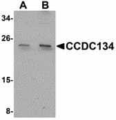 IHC-plus™ CCDC134 Antibody