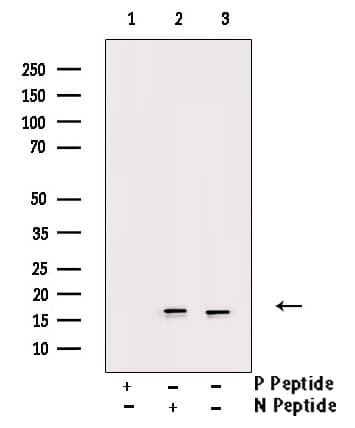 PIN1 Antibody (phospho-Ser16)