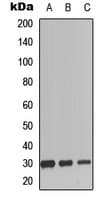 Polyclonal Rabbit anti-Human SCGF Antibody (N-Terminus, WB)