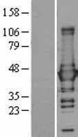 GLUL / Glutamine Synthetase Protein (Over-Expression Lysate Myc-DDK (Flag))