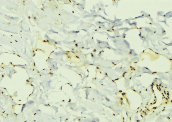 ELAVL1 / HUR Antibody