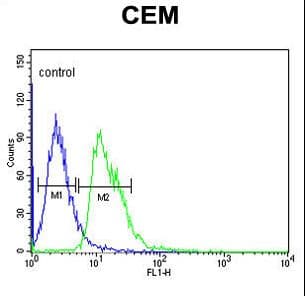 IHC-plus™ Polyclonal Rabbit anti-Human DIAPH2 Antibody (aa870-899, IHC, WB)