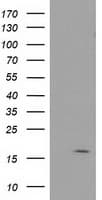 BIRC5 / Survivin Antibody (clone OTI6H5)