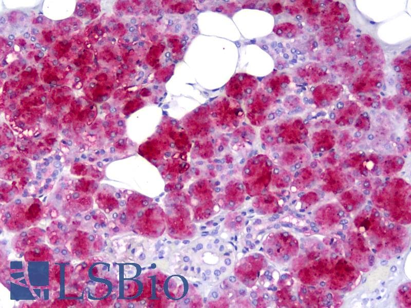 IHC-plus™ Monoclonal Mouse anti-Human AMY1A / Salivary Amylase Antibody (clone 2D4, IHC, WB)
