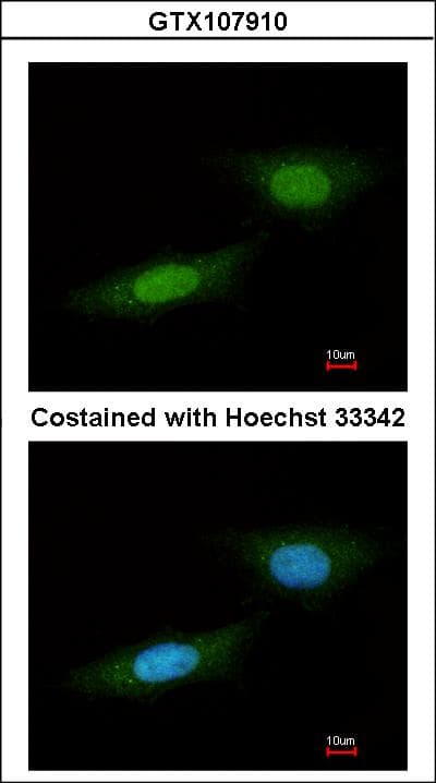 NLK Antibody (aa234-527)
