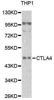 CTLA4 / CD152 Antibody