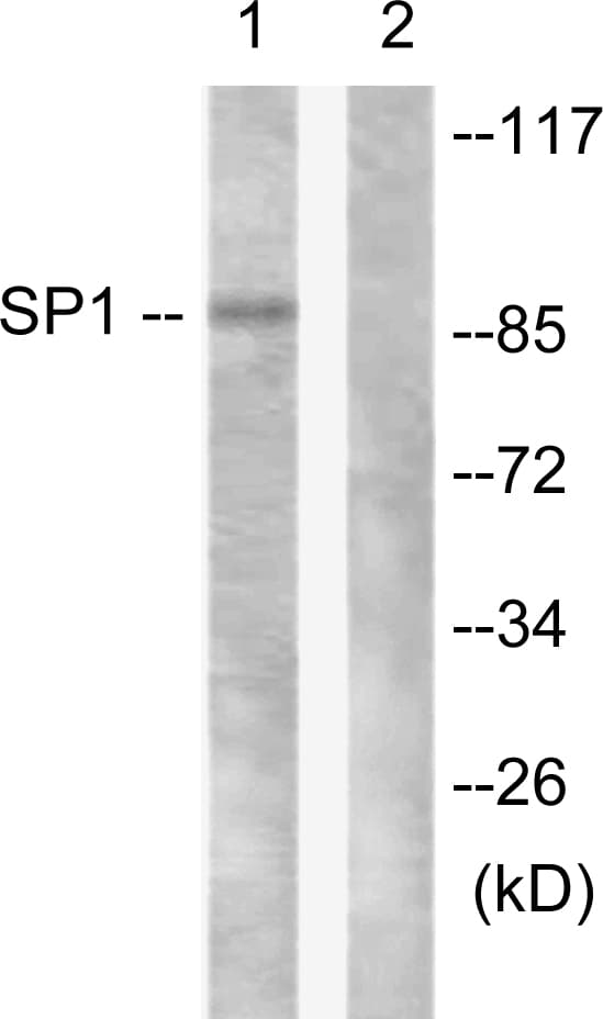 IHC-plus™ SP1 Antibody (aa421-470)