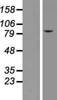 CLC-7 / CLCN7 Protein (Over-Expression Lysate Myc-DDK (Flag))