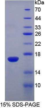 Mouse RNASE3 Protein (Recombinant His-T7)