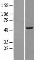 TUBA4A / TUBA1 Protein (Over-Expression Lysate Myc-DDK (Flag))
