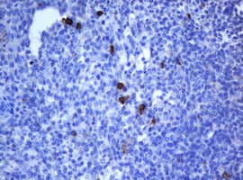 NANP Antibody (clone OTI4D5, Carrier-free)