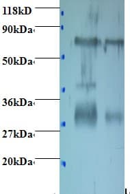Rabbit Anti-Chicken IgY Secondary Antibody (FITC)