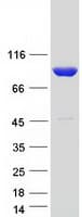 Human CARS1 / CARS Protein (Recombinant Myc-DDK (Flag))